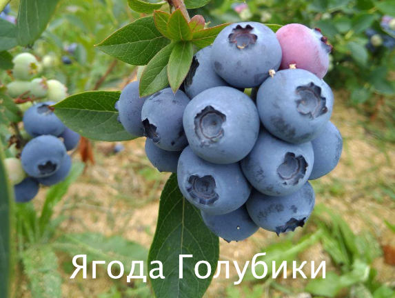 Польза ягоды голубики голубика