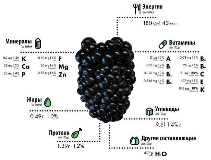 Пользя ягоды ежевики