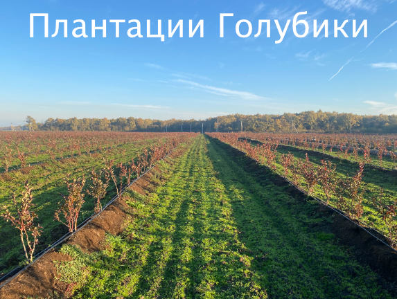 Промышленная плантация голубкики