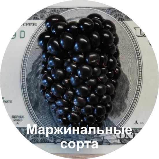 Сорта еживики