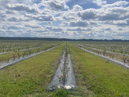 Посадка голубики под агроткань